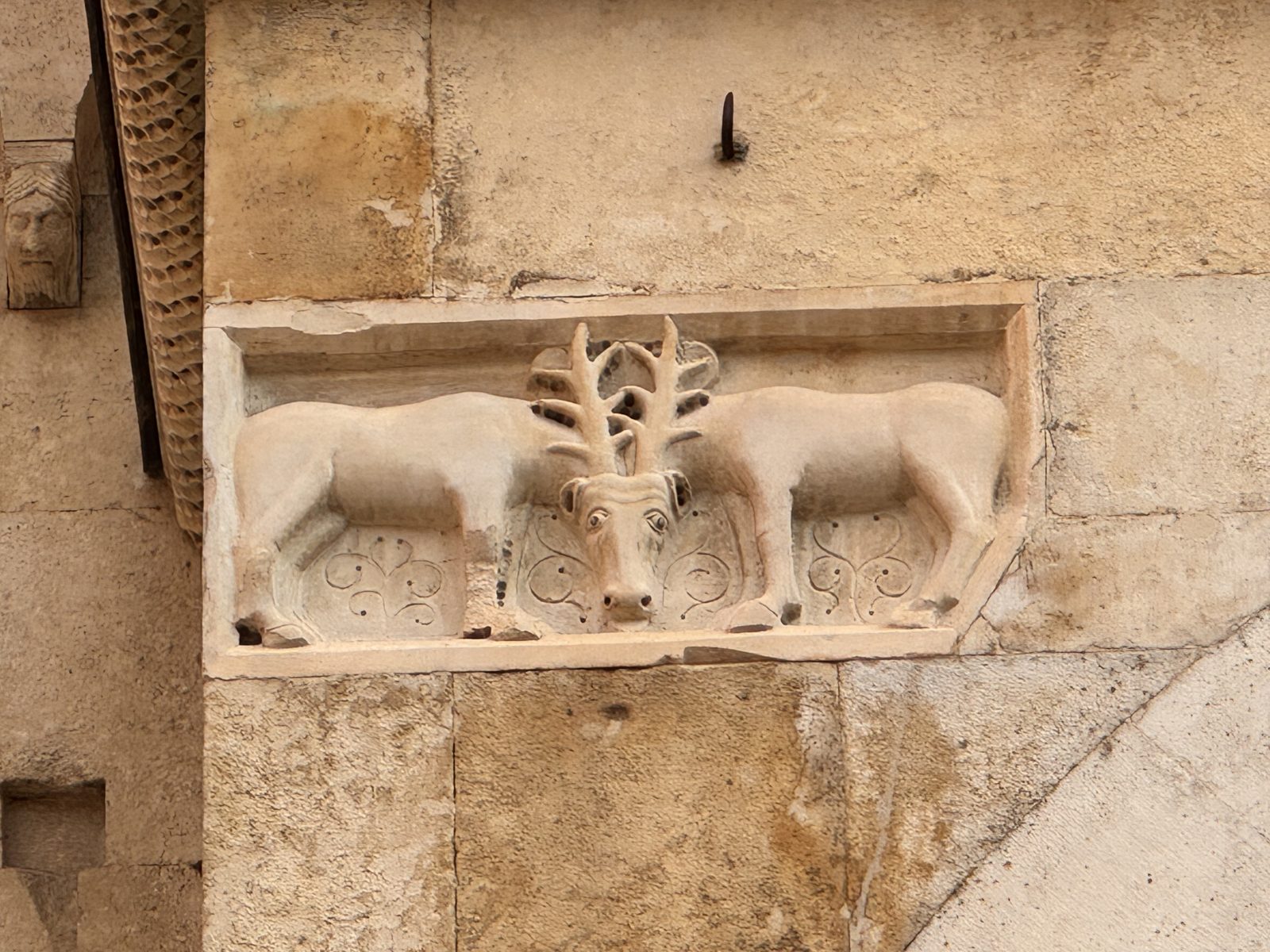 Two stags sharing a single head, a visual trick that unites two bodies in one face